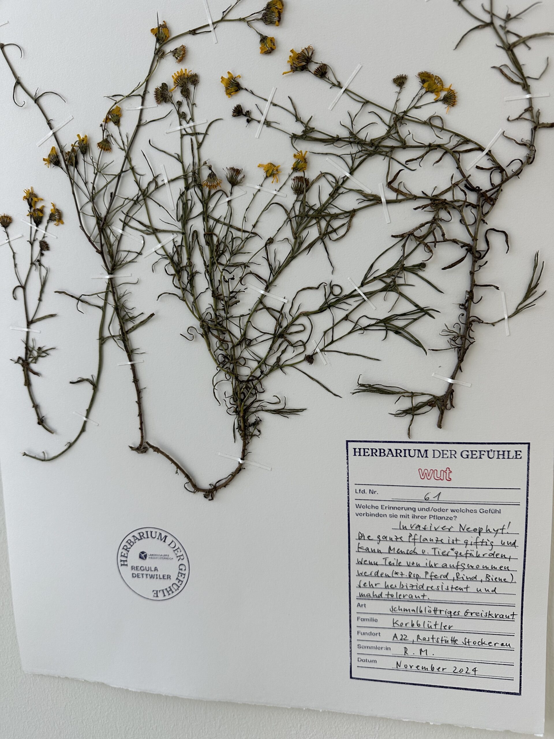 IMG_8755 Das "Herbarium der Gefühle" von Regula Dettwiler ist ein einzigartiges Projekt, das persönliche Erinnerungen und Emotionen mit der Kunst verbindet.