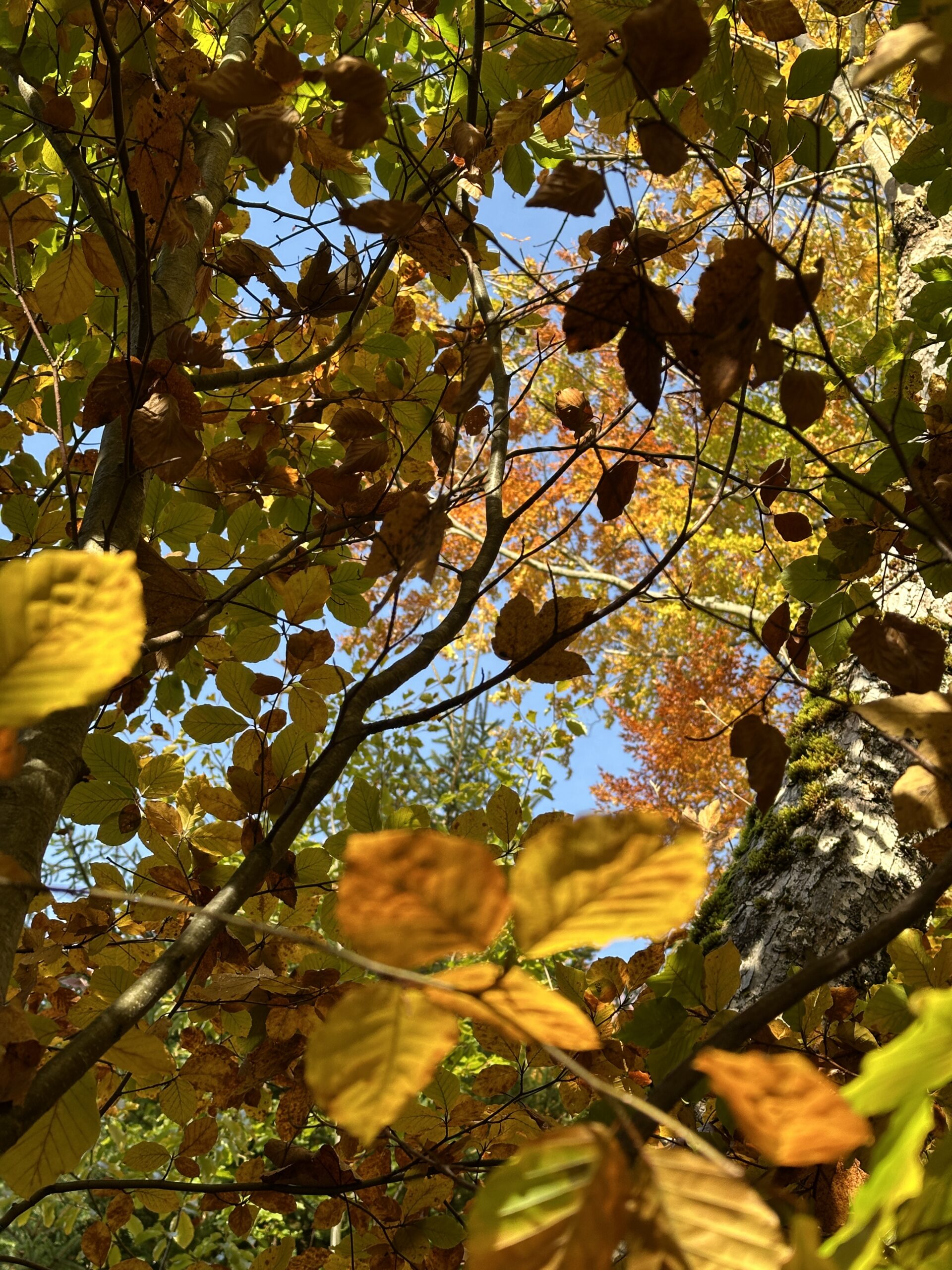 „Gebrennnesselt durch den Herbst“ bedeutet, mit allen Sinnen die Kraft der Natur zu nutzen