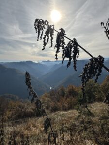 Die Kraft der Brennnessel im Herbst