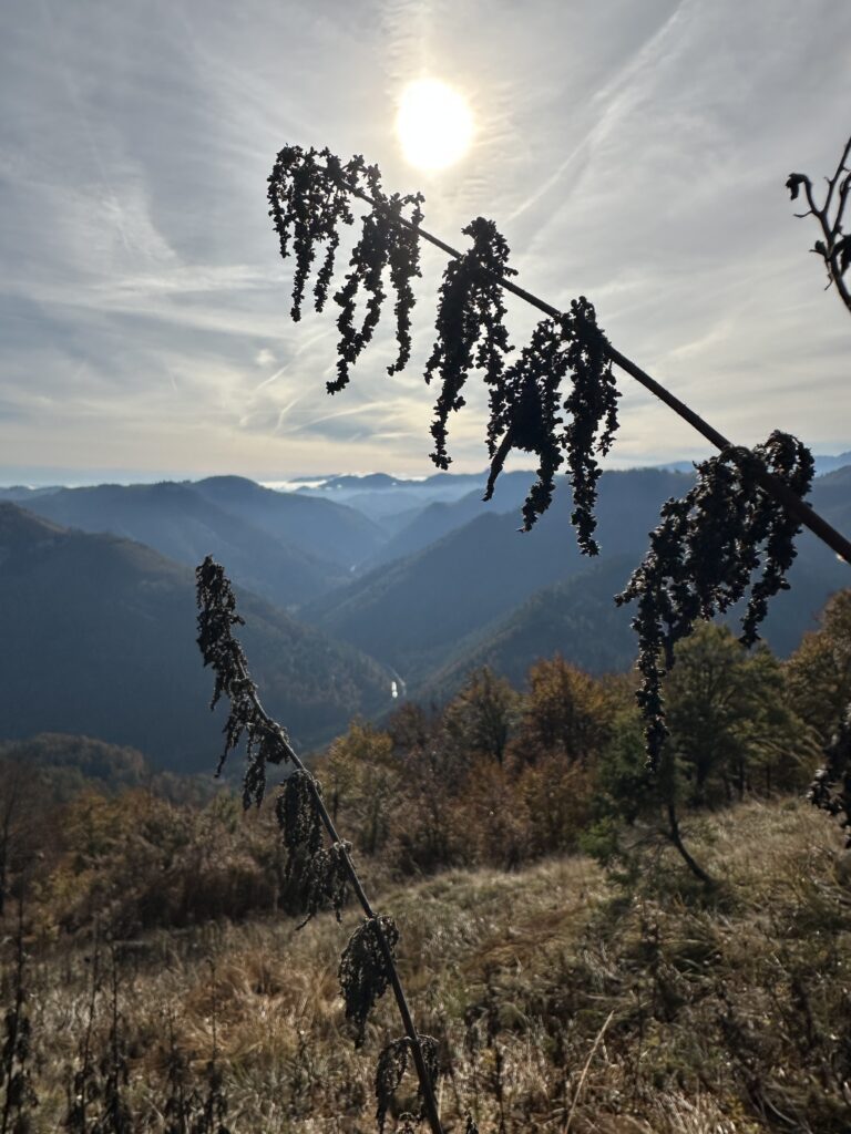 Die Kraft der Brennnessel im Herbst