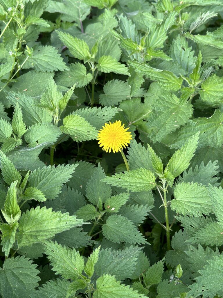 Die Brennnessel ist besonders reich an sekundären Pflanzenstoffen und Chlorophyll
